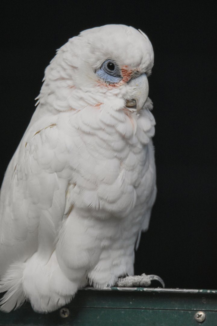 Little corella (Cacatua sanguinea) - Bioparc de Genève