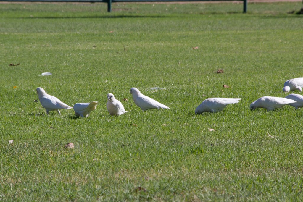 Little Corella (Cacatua sanguinea)