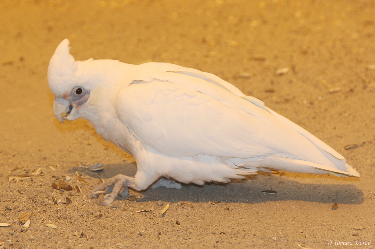 Little Corella (Cacatua sanguinea)