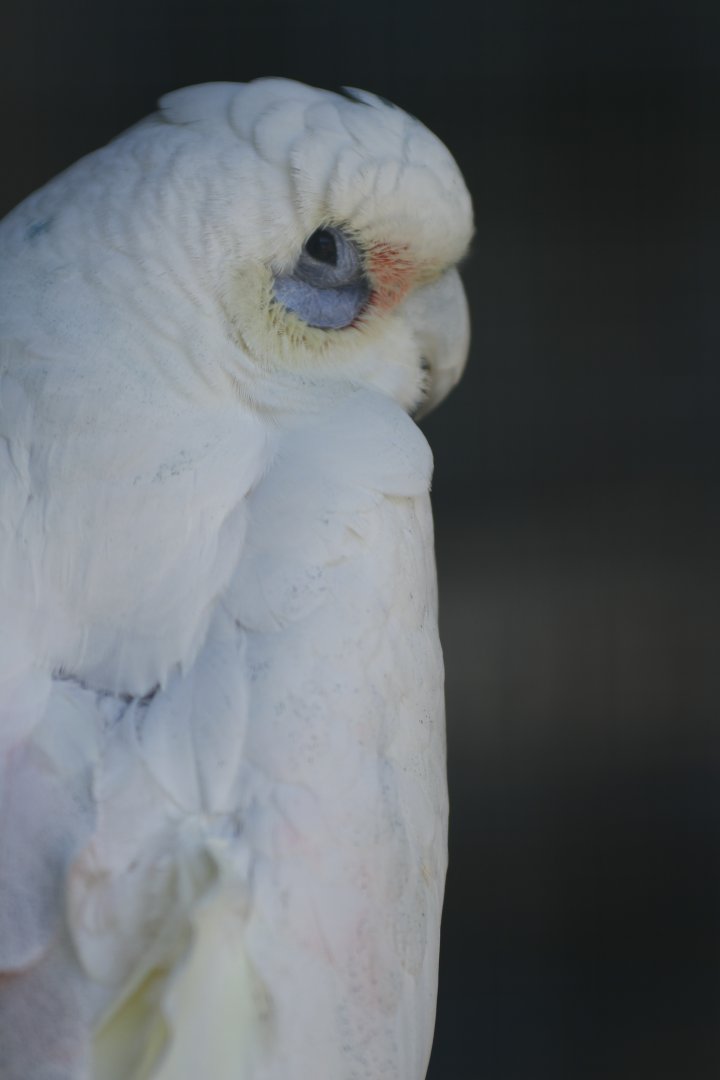Little corella (Cacatua sanguinea)
