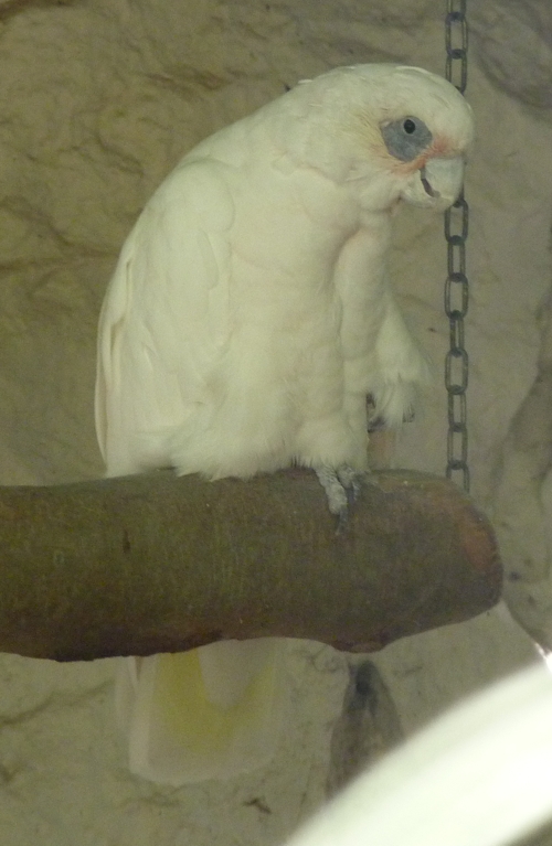 Little corella (Cacatua sanguinea)