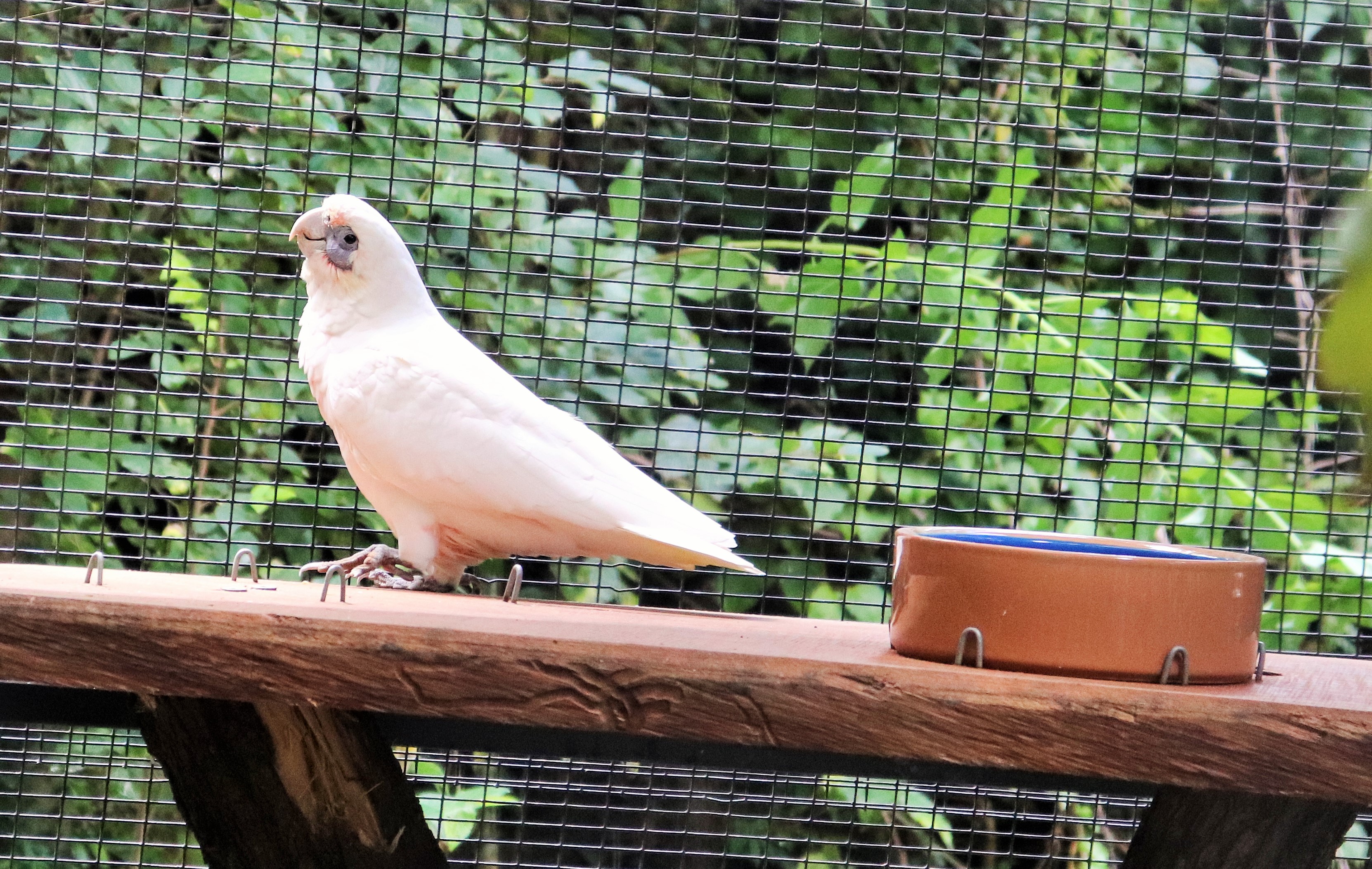 Little Corella (Cacatua sanguinea)