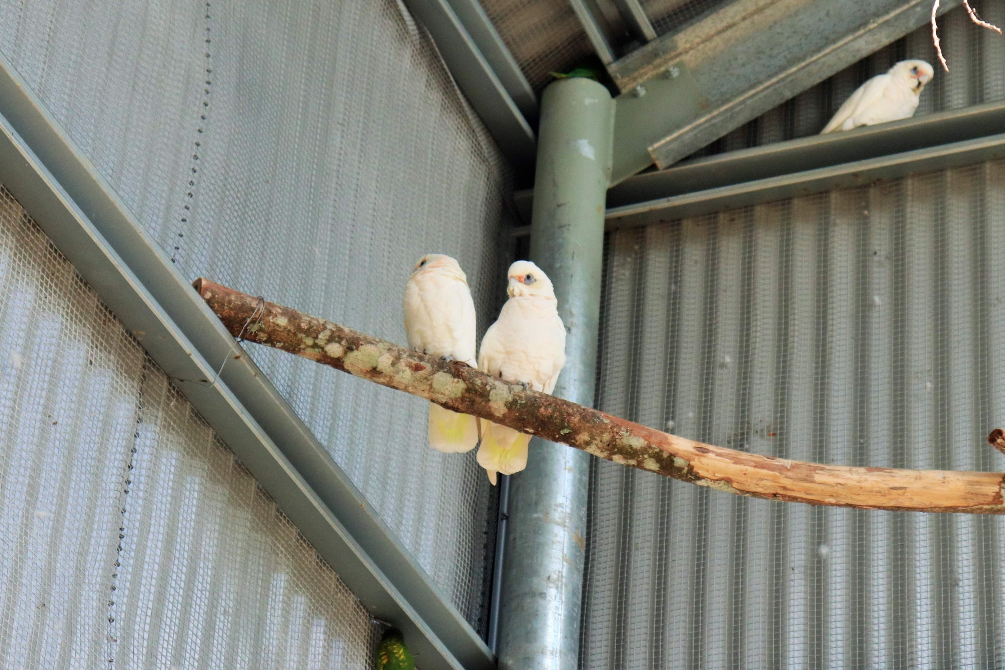 Little Corella (Cacatua sanguinea)