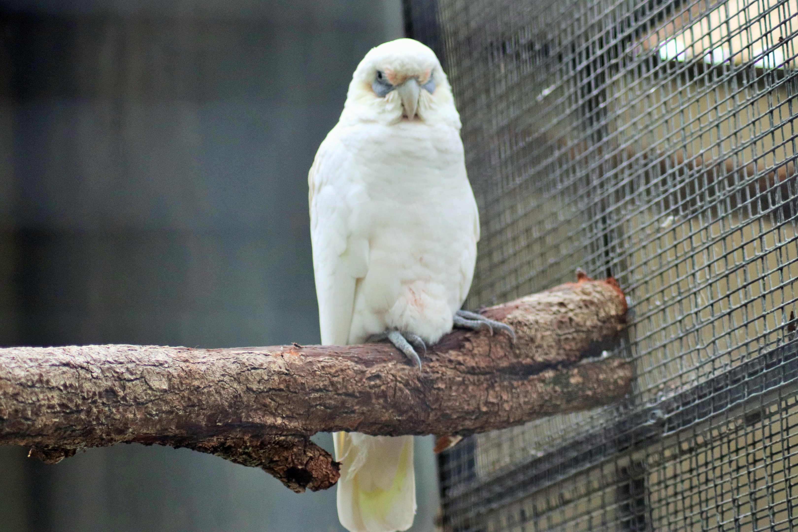 Little Corella (Cacatua sanguinea)