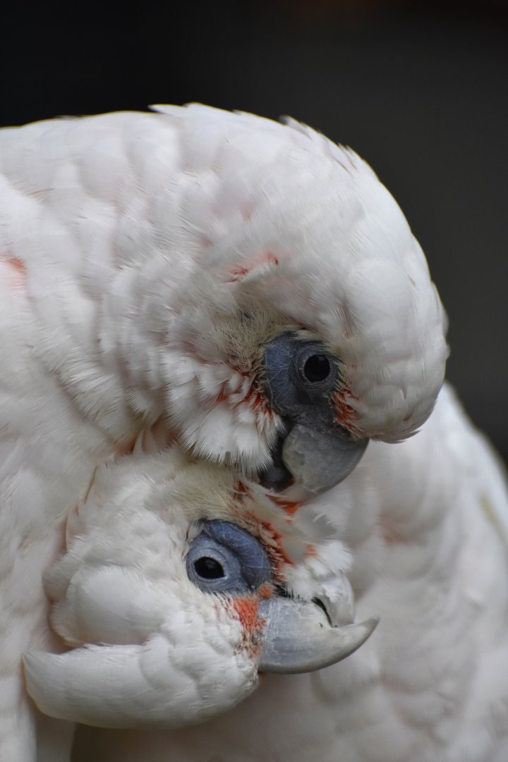 Little Corella Cacatua sanguinea