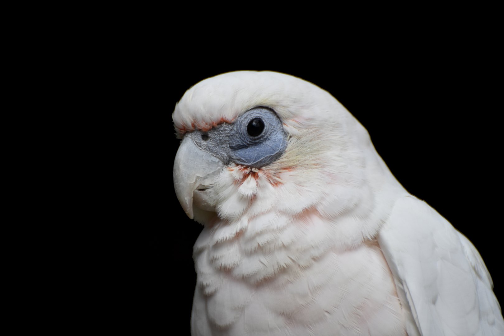 Little Corella Cacatua sanguinea