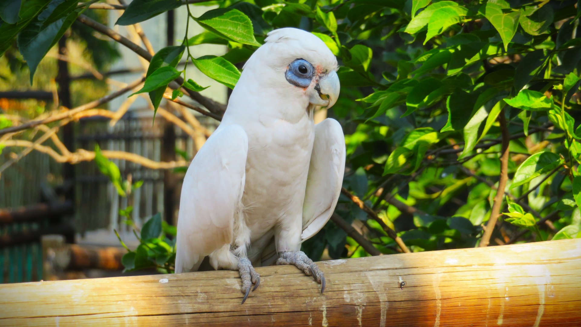 Little Corella (Cacatua sanguinea)