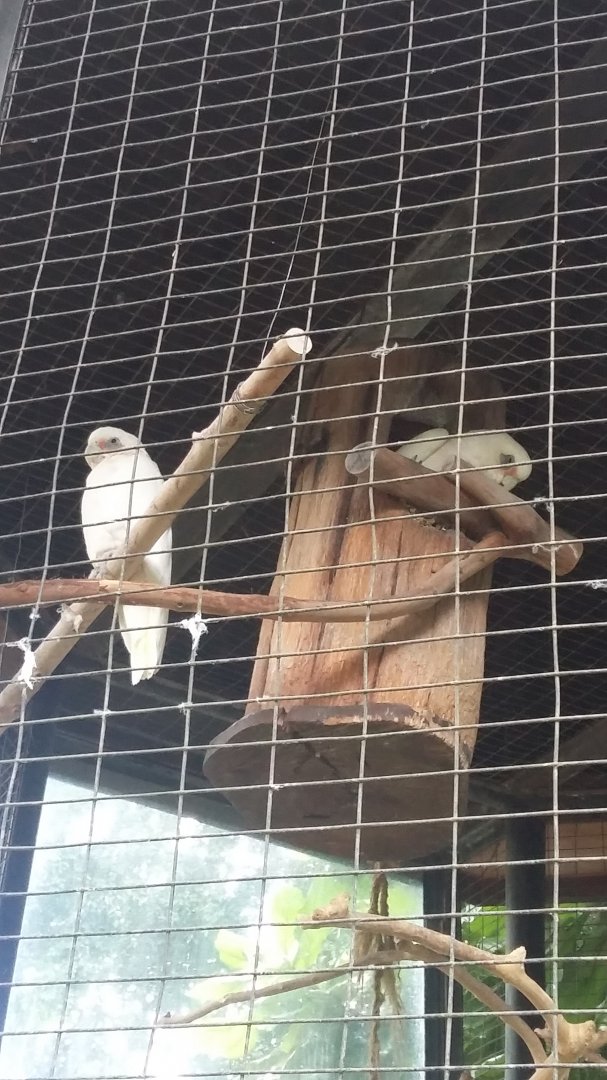 Little corella (Cacatua sanguinea)