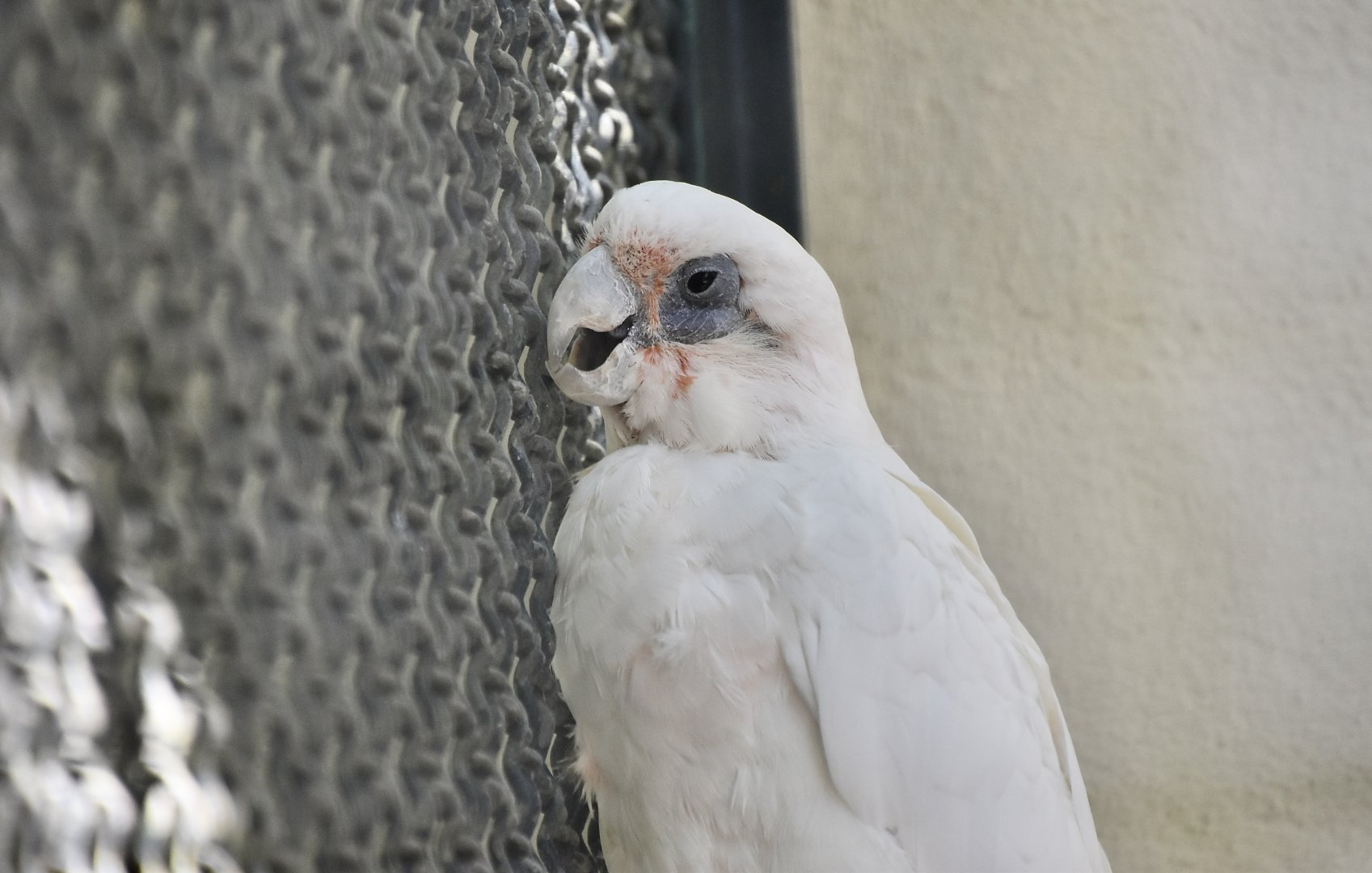 Little Corella (Cacatua sanguinea)
