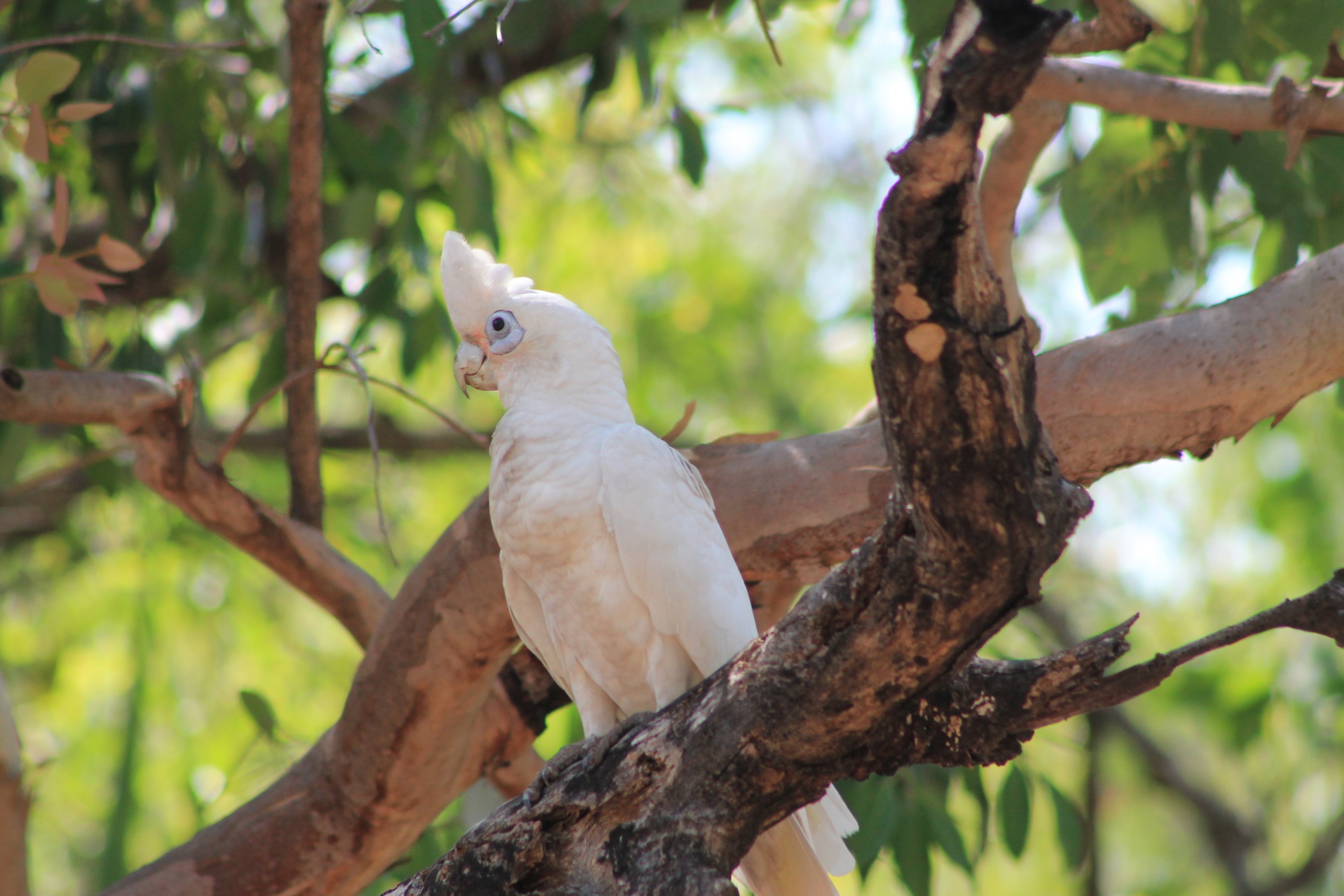 Little Corella (Cacatua sanguinea)