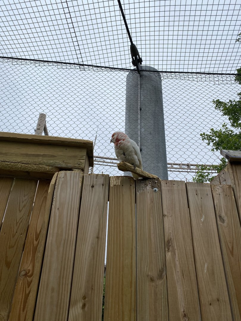 Little Corella Cockatoo - 6/12/2023