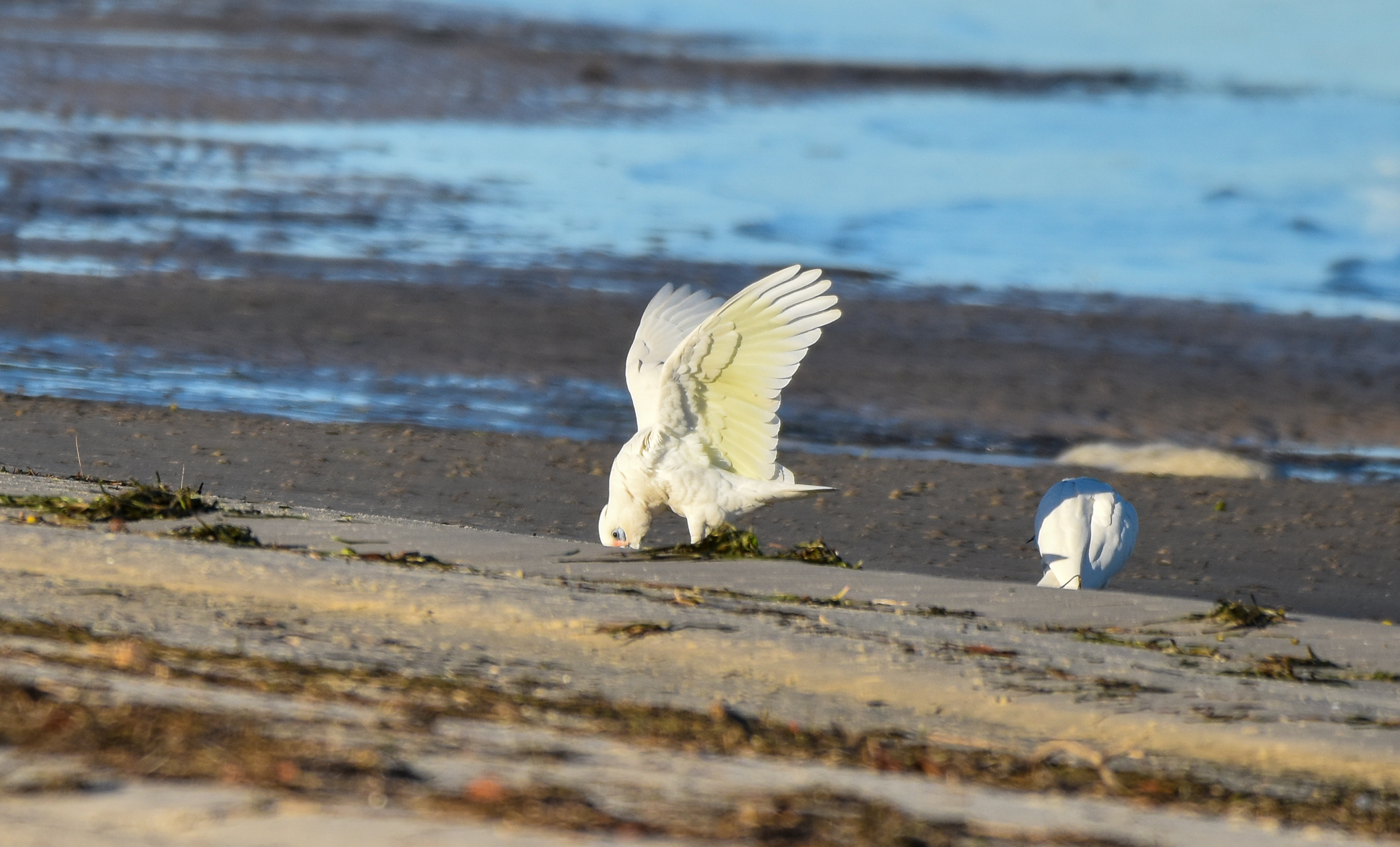 Little Corella digging in sand