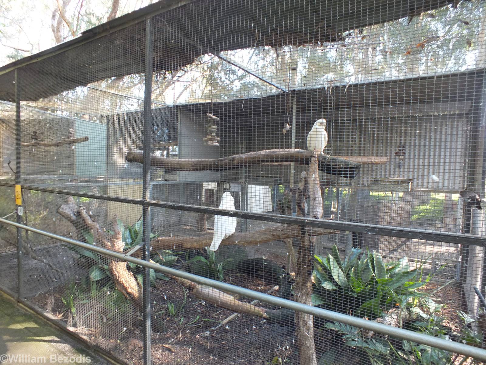 Little Corella Enclosure