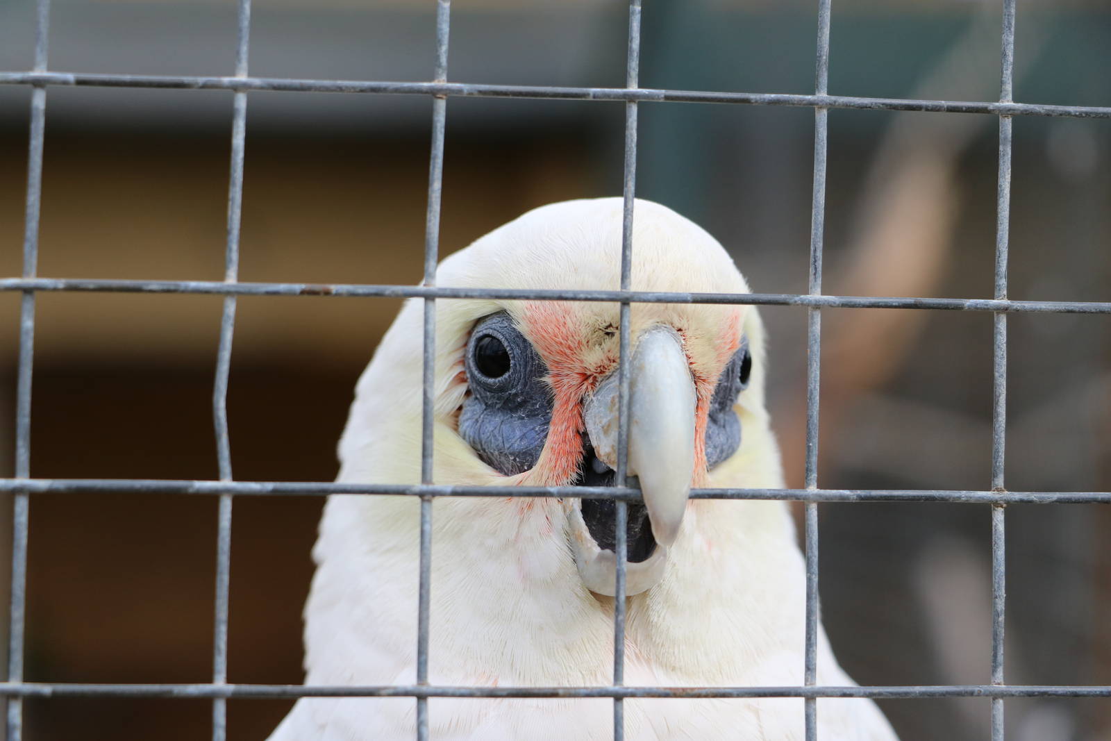 Little corella, February 2016