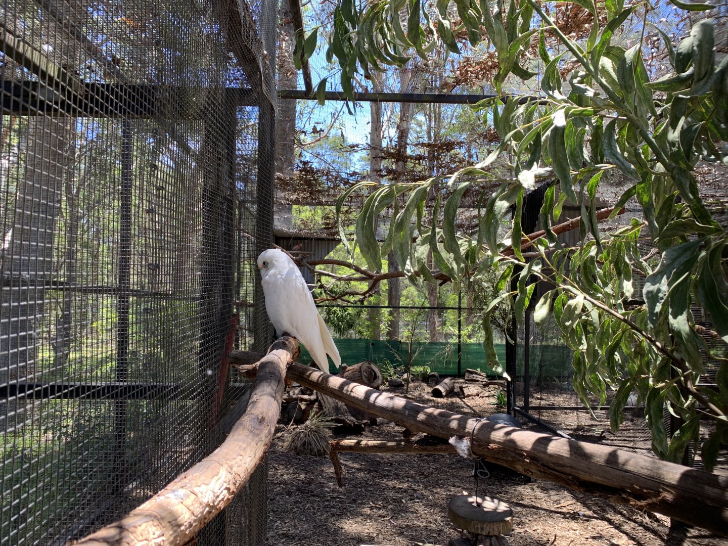 Little Corella (Potoroo Palace)