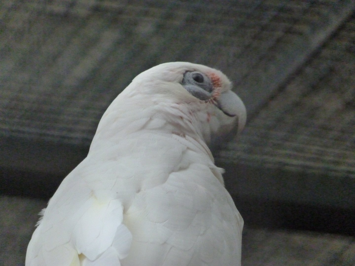 Little corella -Tierpark Berlin (2024)