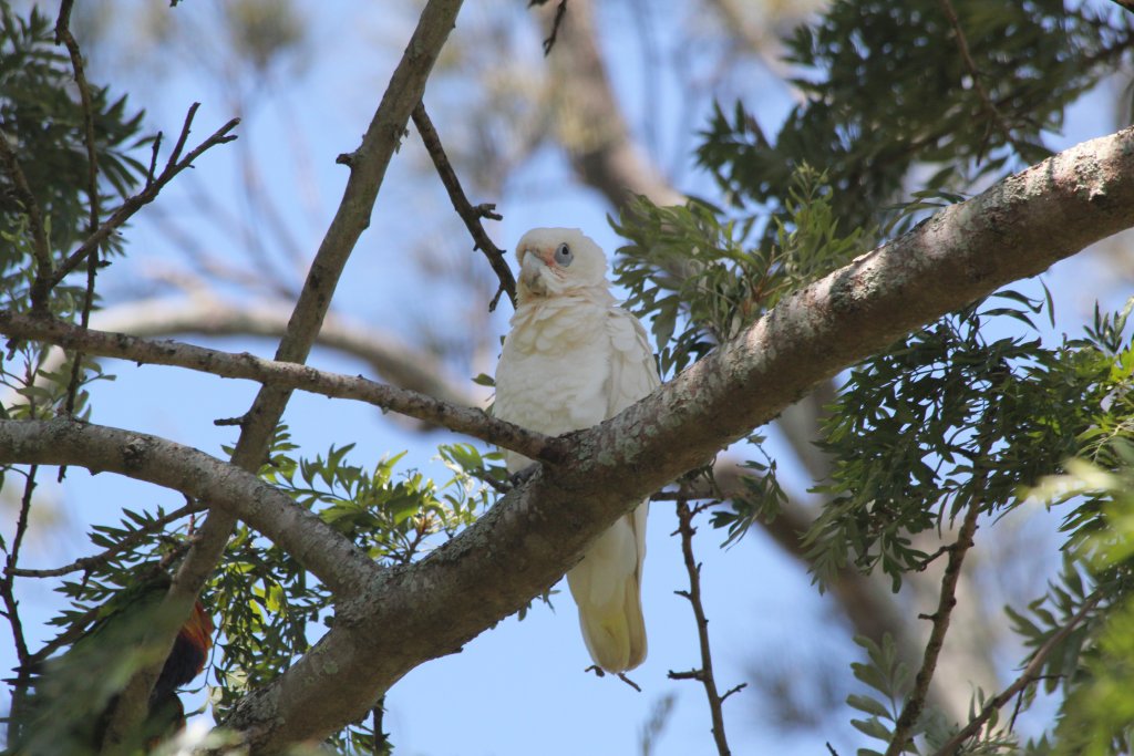 Little Corella (wild)