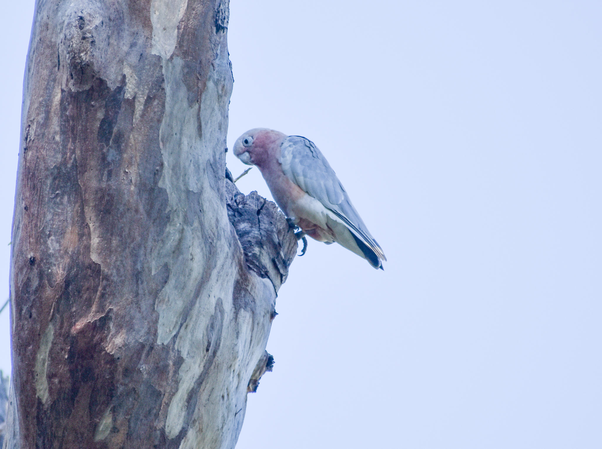 Little Corella x Galah hybrid