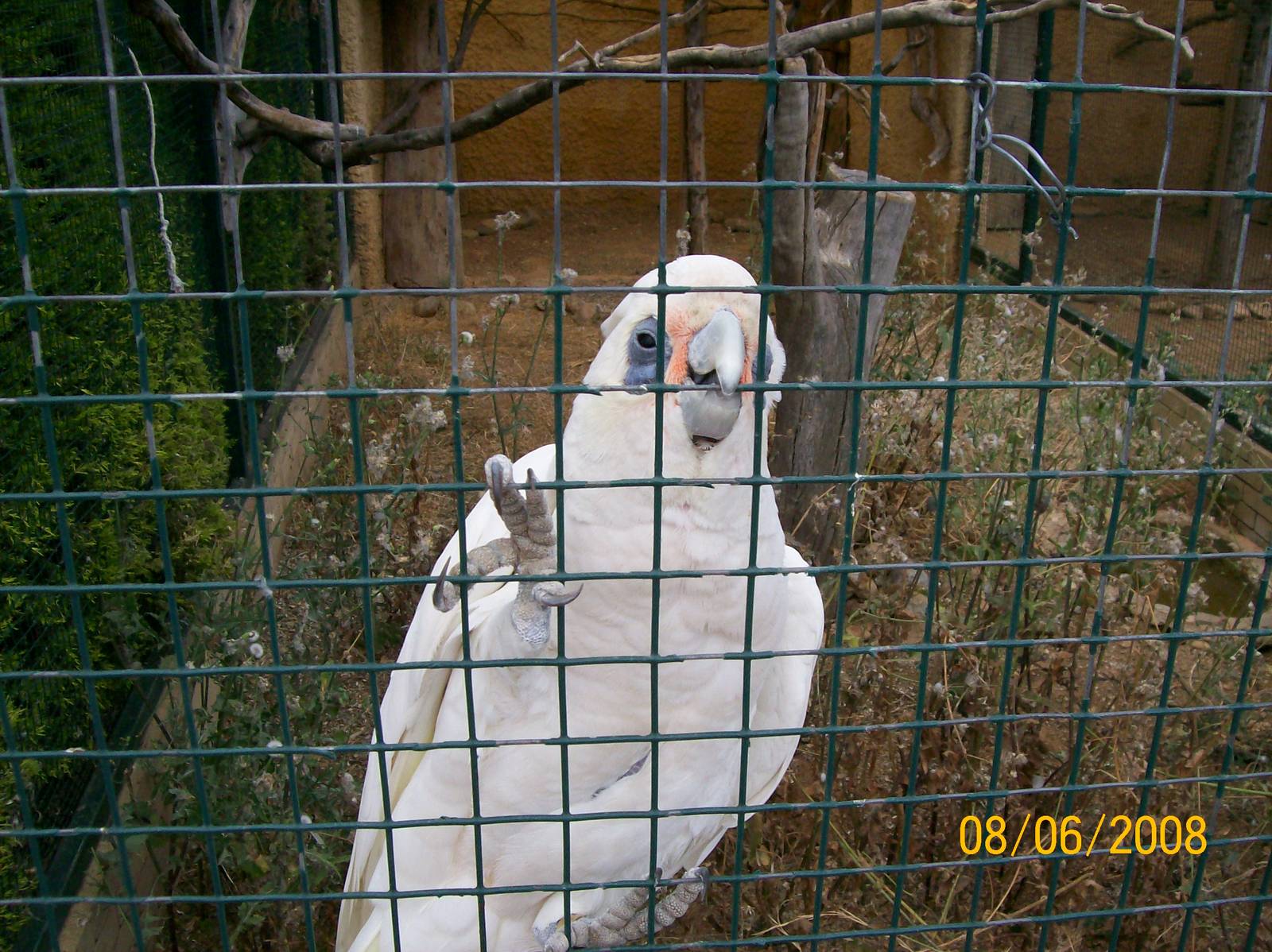 Little corella