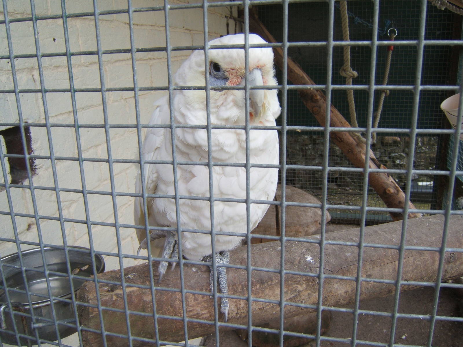 Little Corella