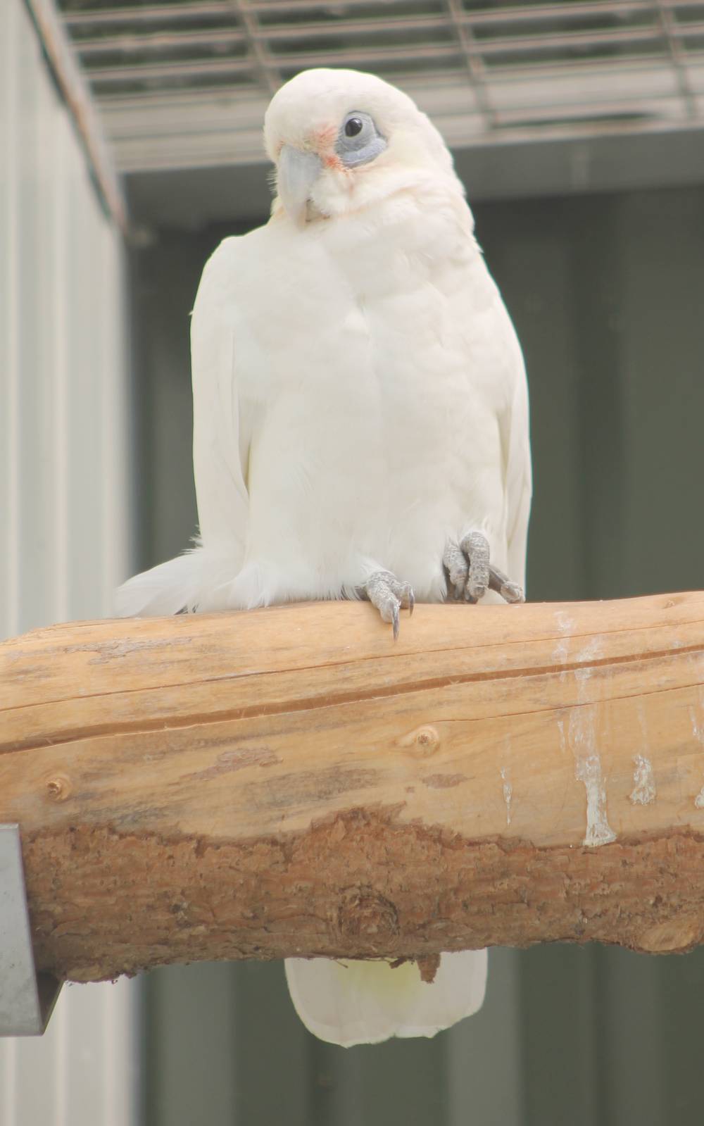Little corella