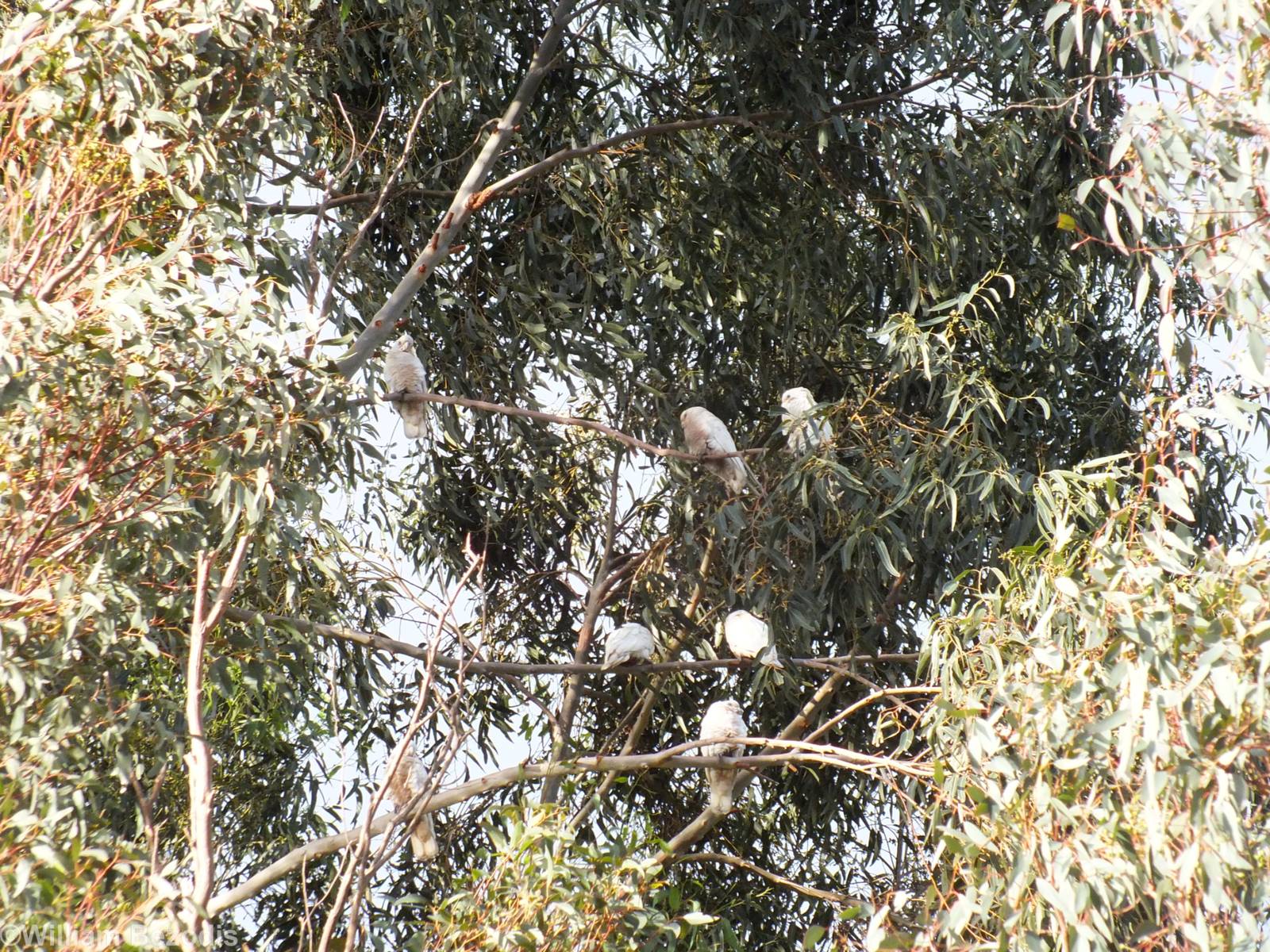 Little Corella