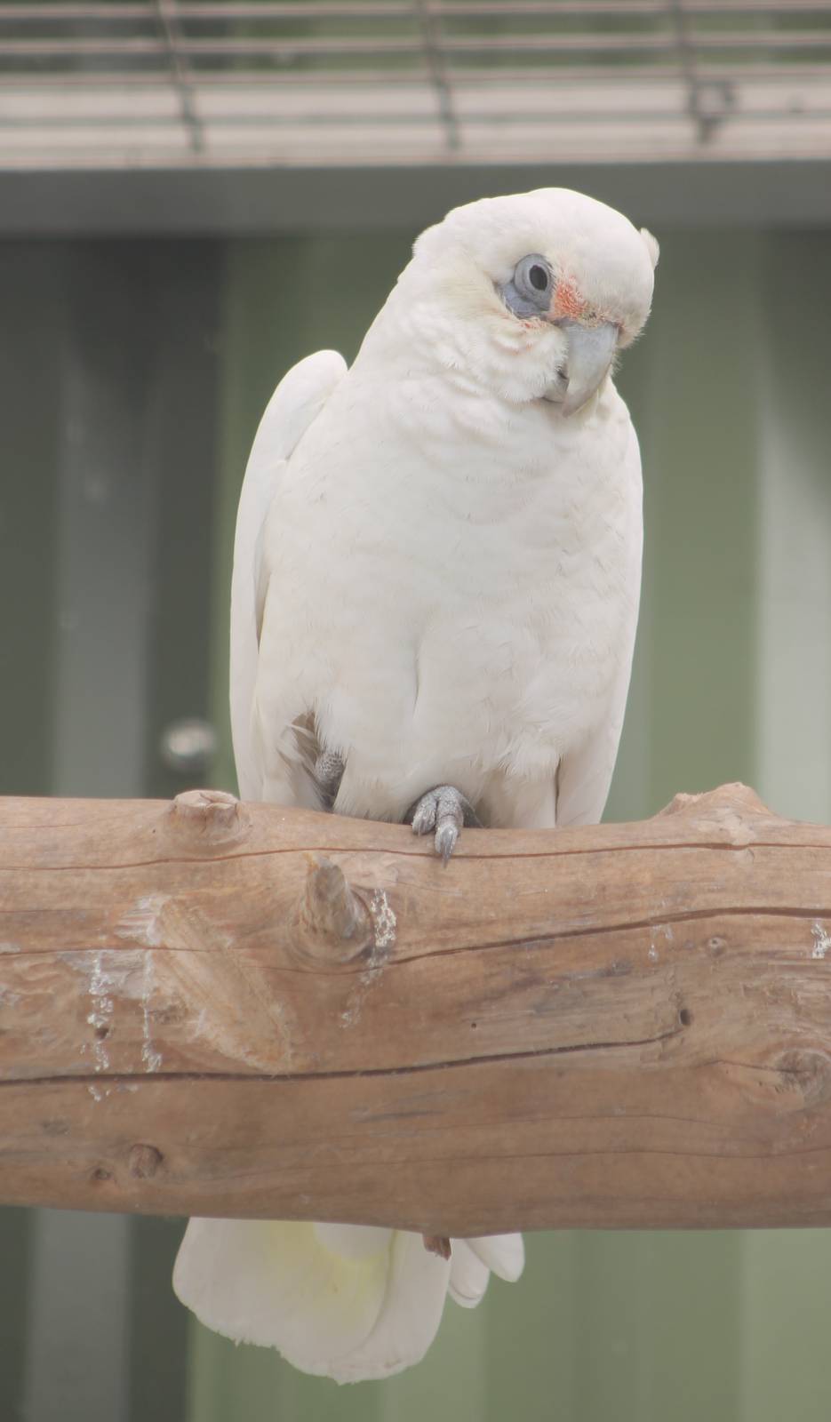 Little corella