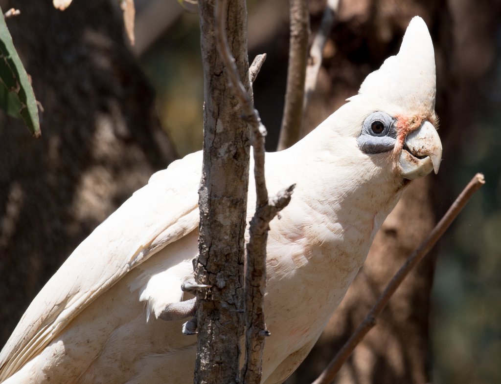 Little Corella