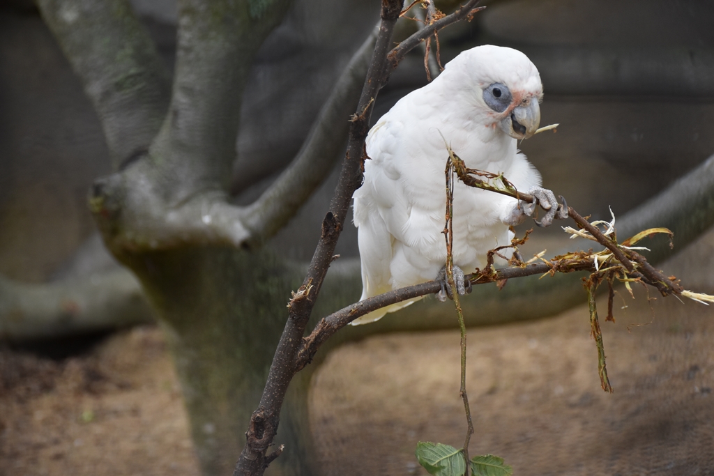Little corella