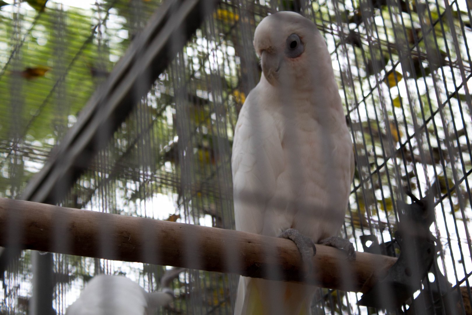 Little corella