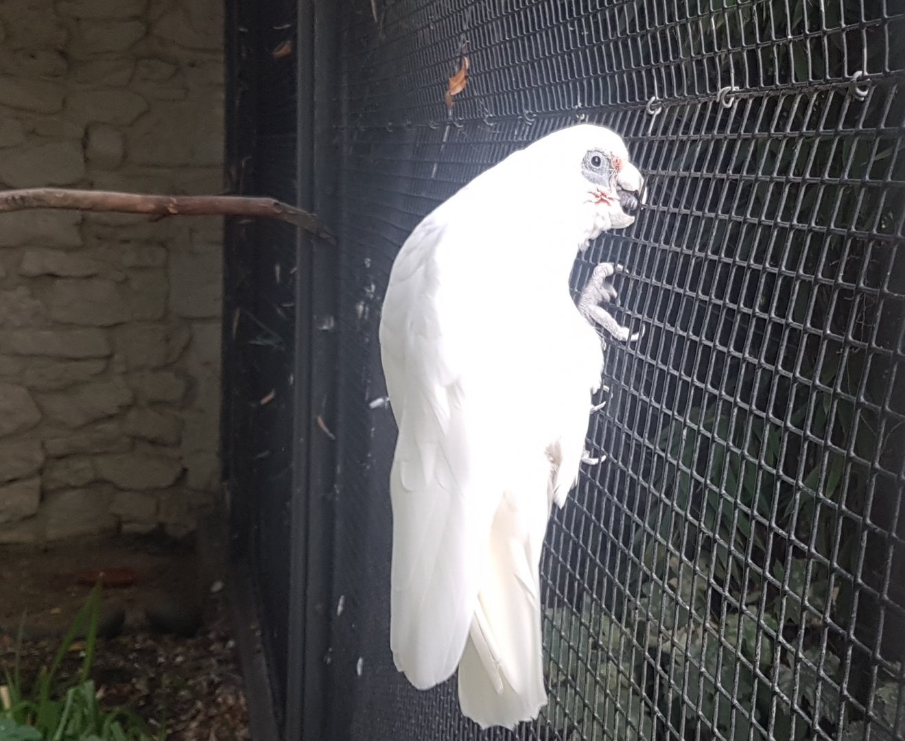 Little corella