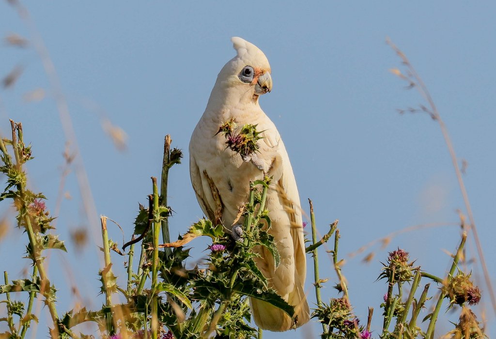 Little Corella