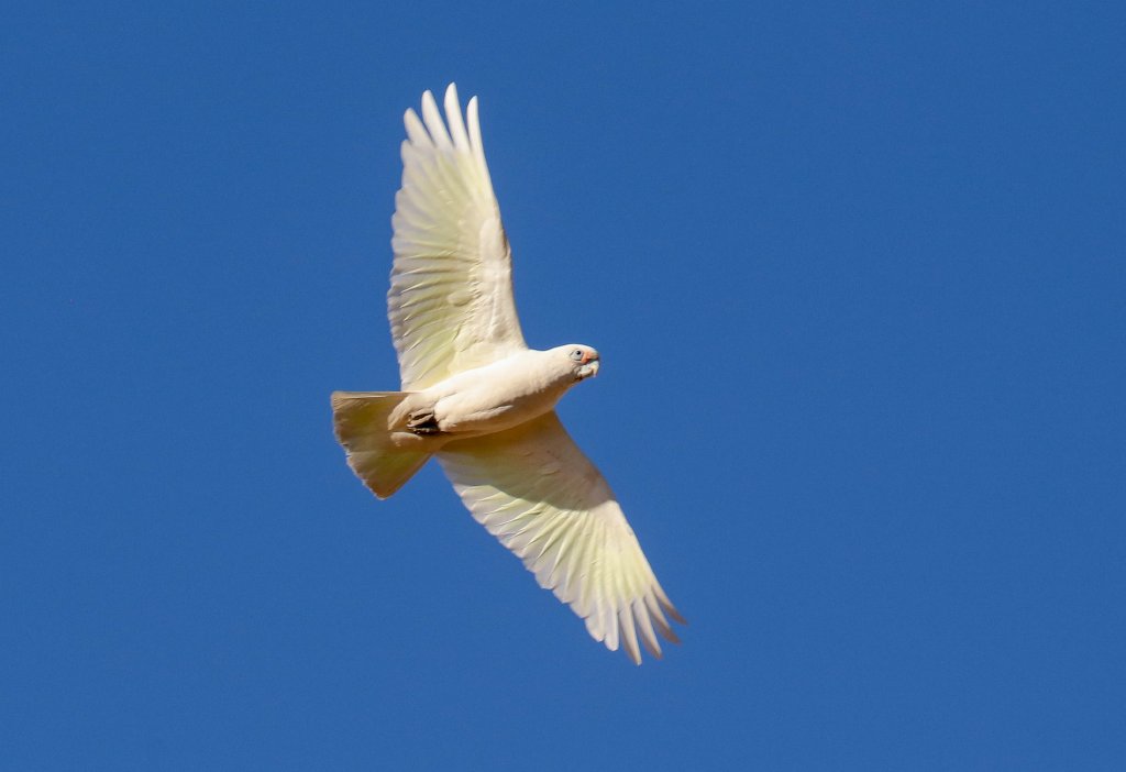Little Corella