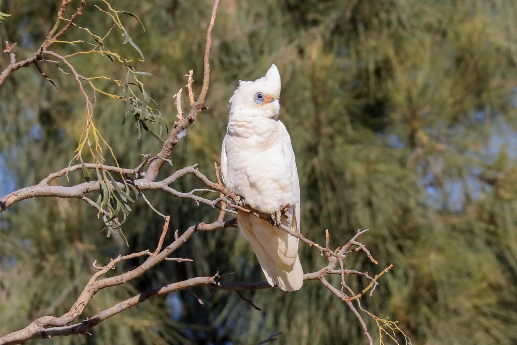 Little Corella
