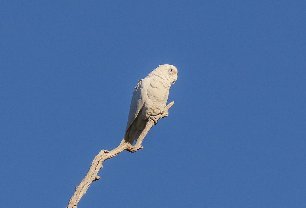 Little Corella