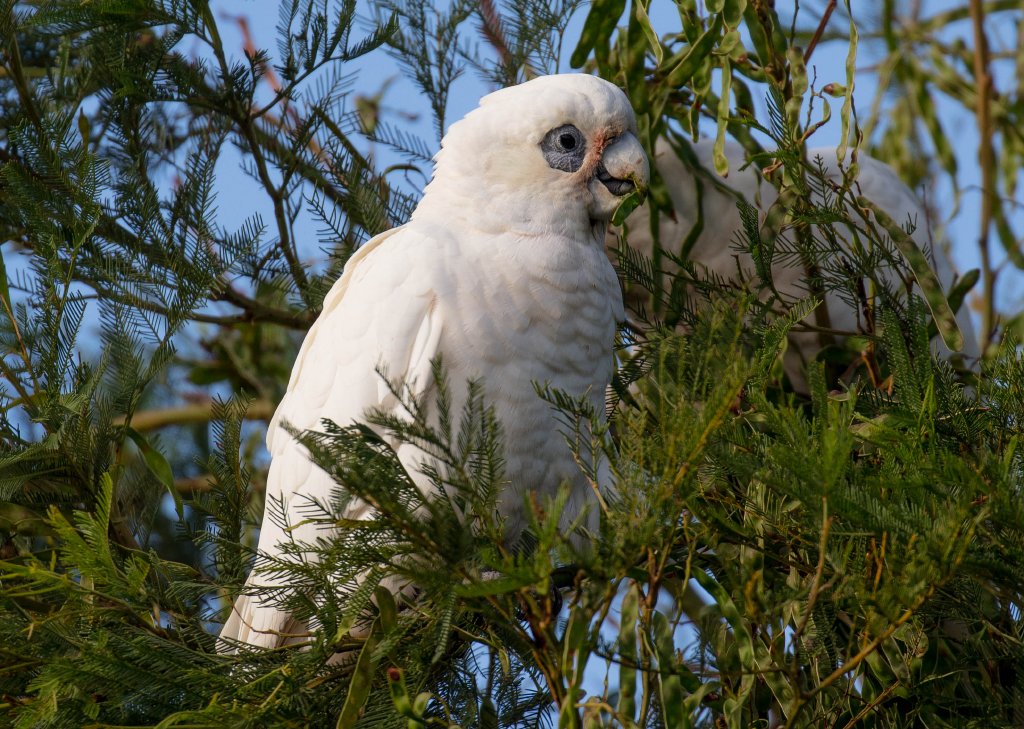Little Corella