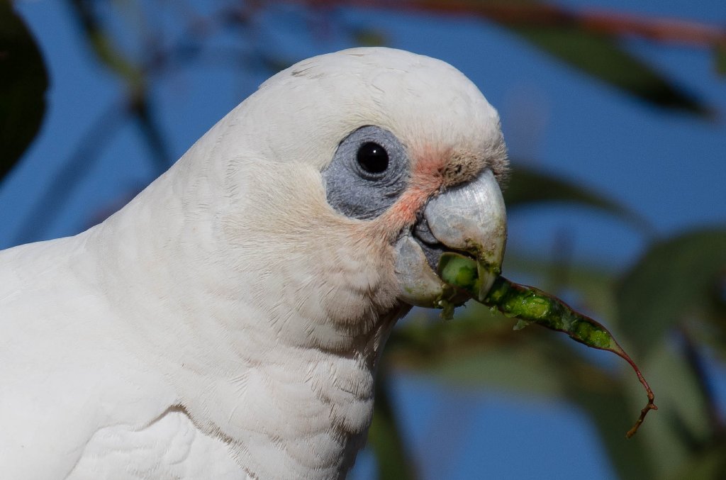 Little Corella