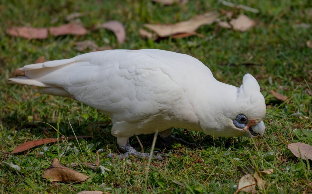 Little Corella