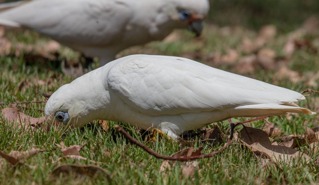 Little Corella