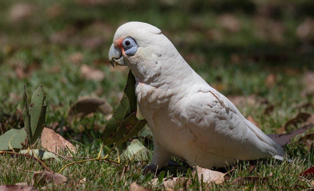 Little Corella