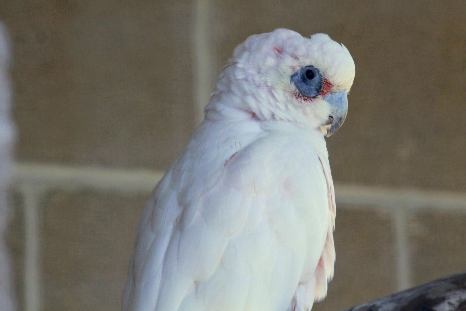 Little Corella