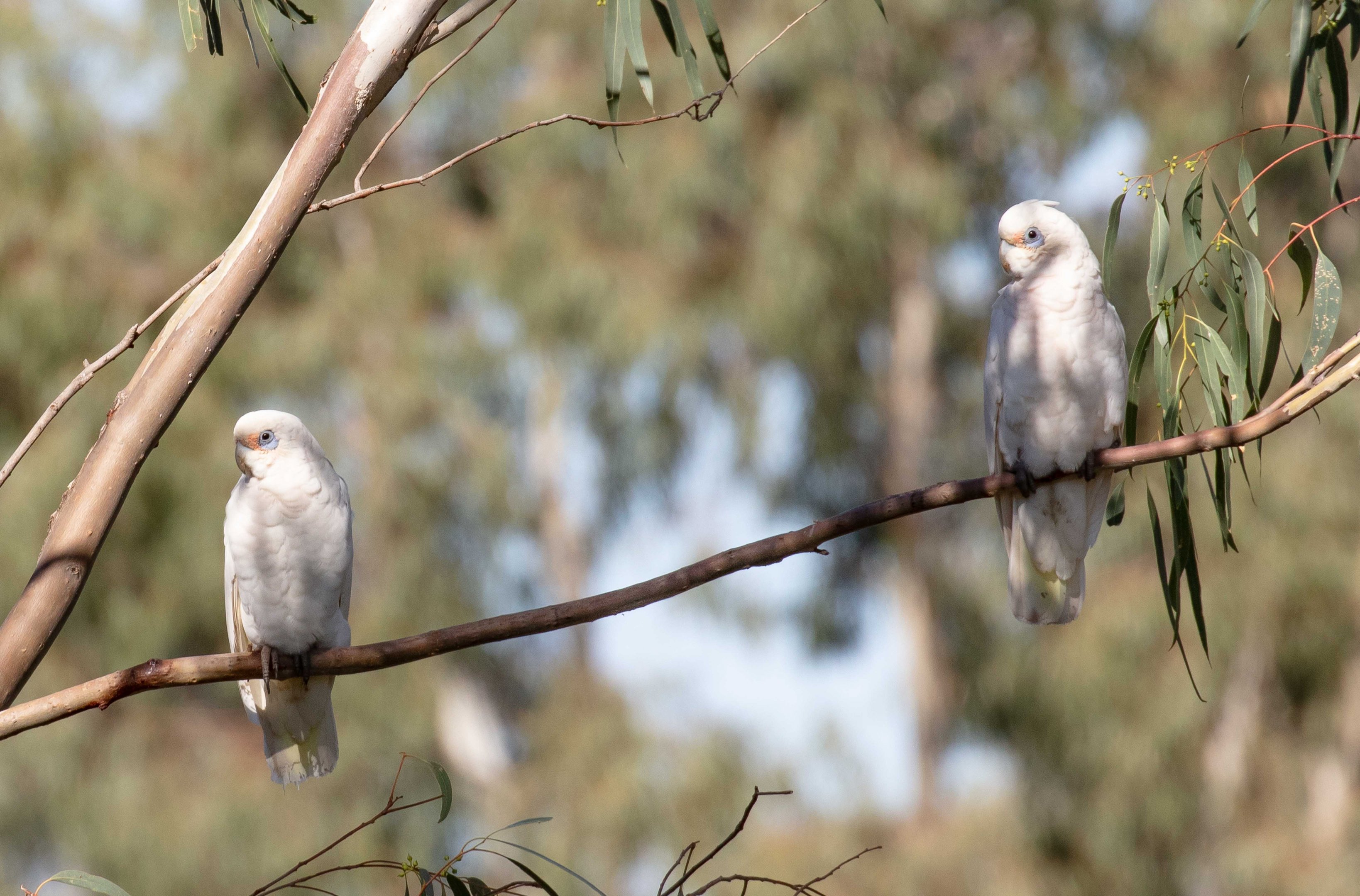 Little Corella