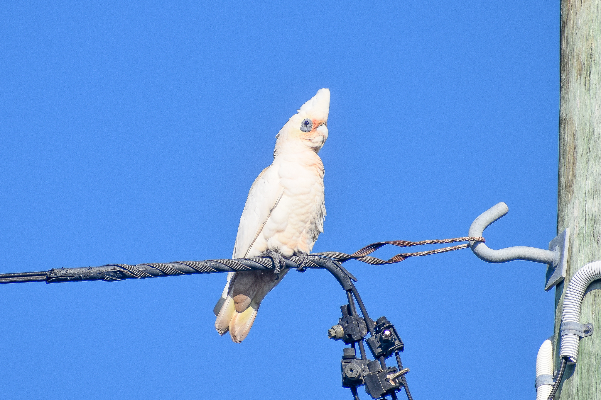 Little Corella