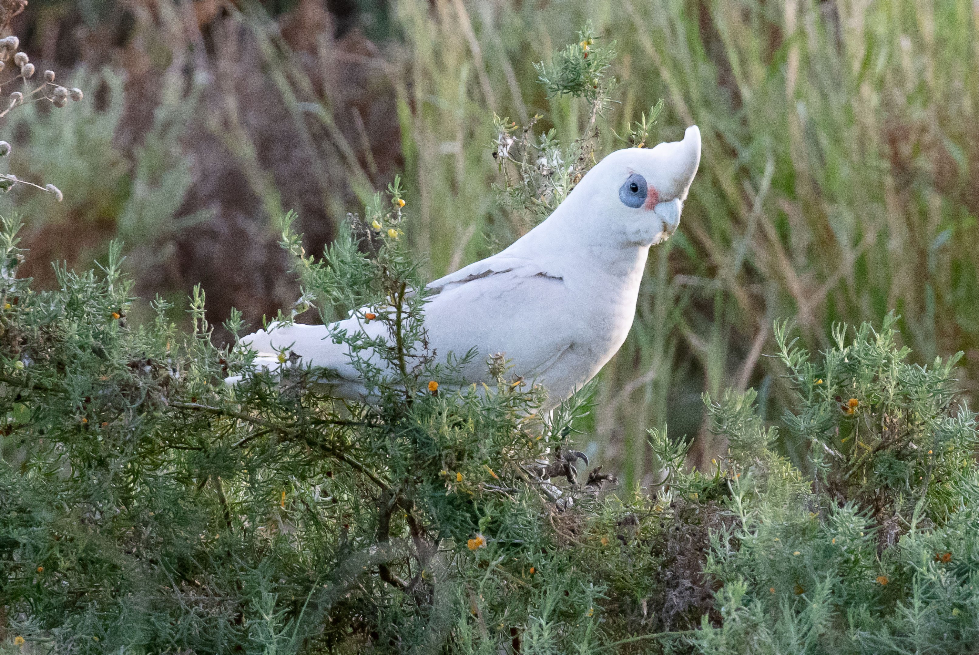 Little Corella