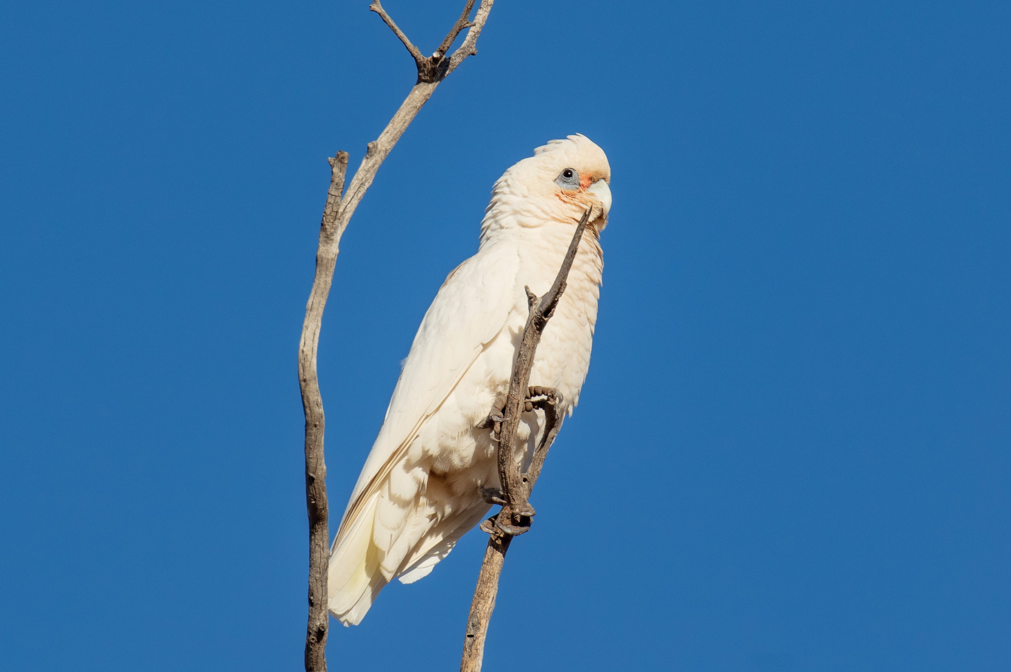Little Corella