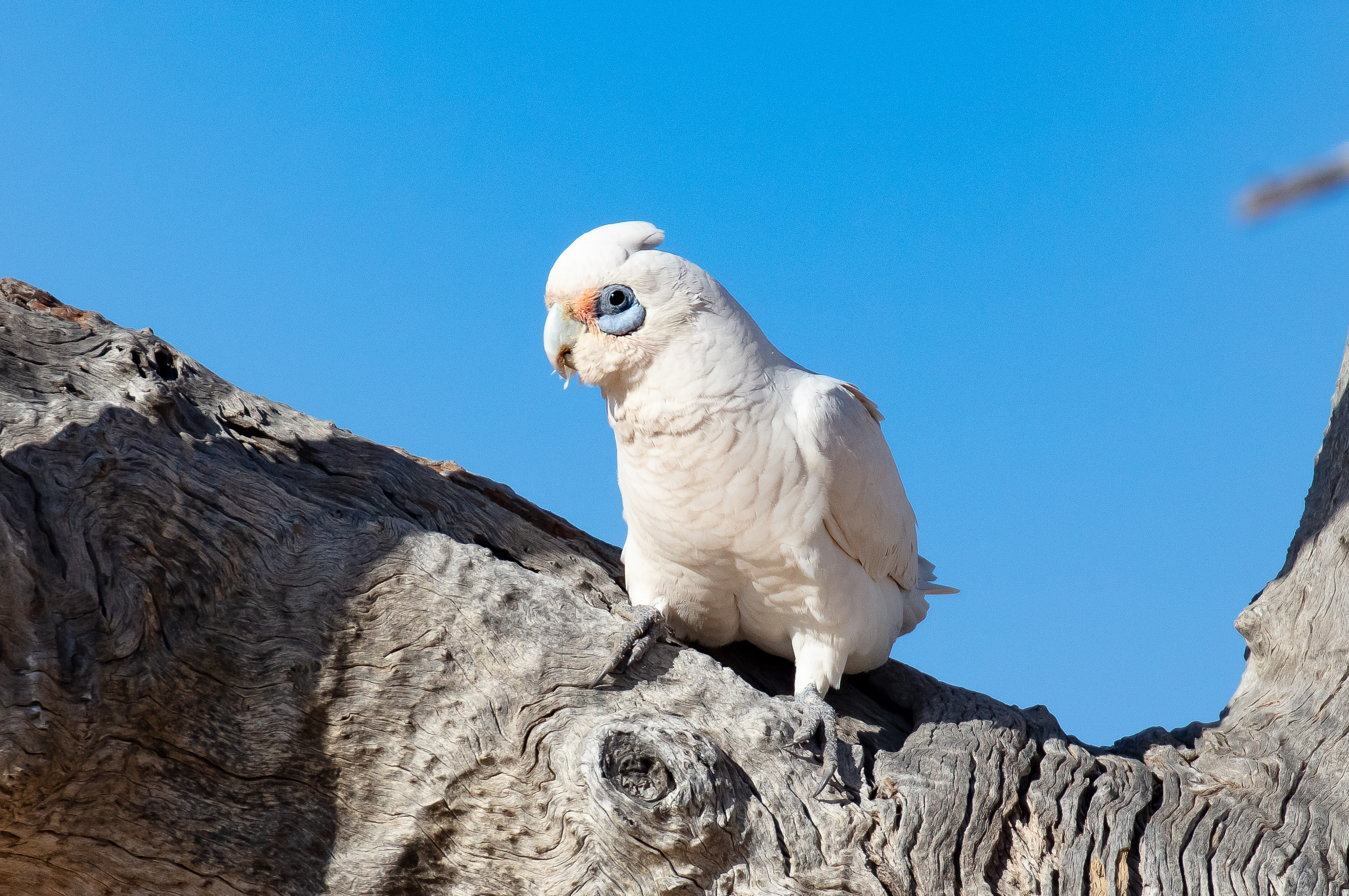 Little Corella