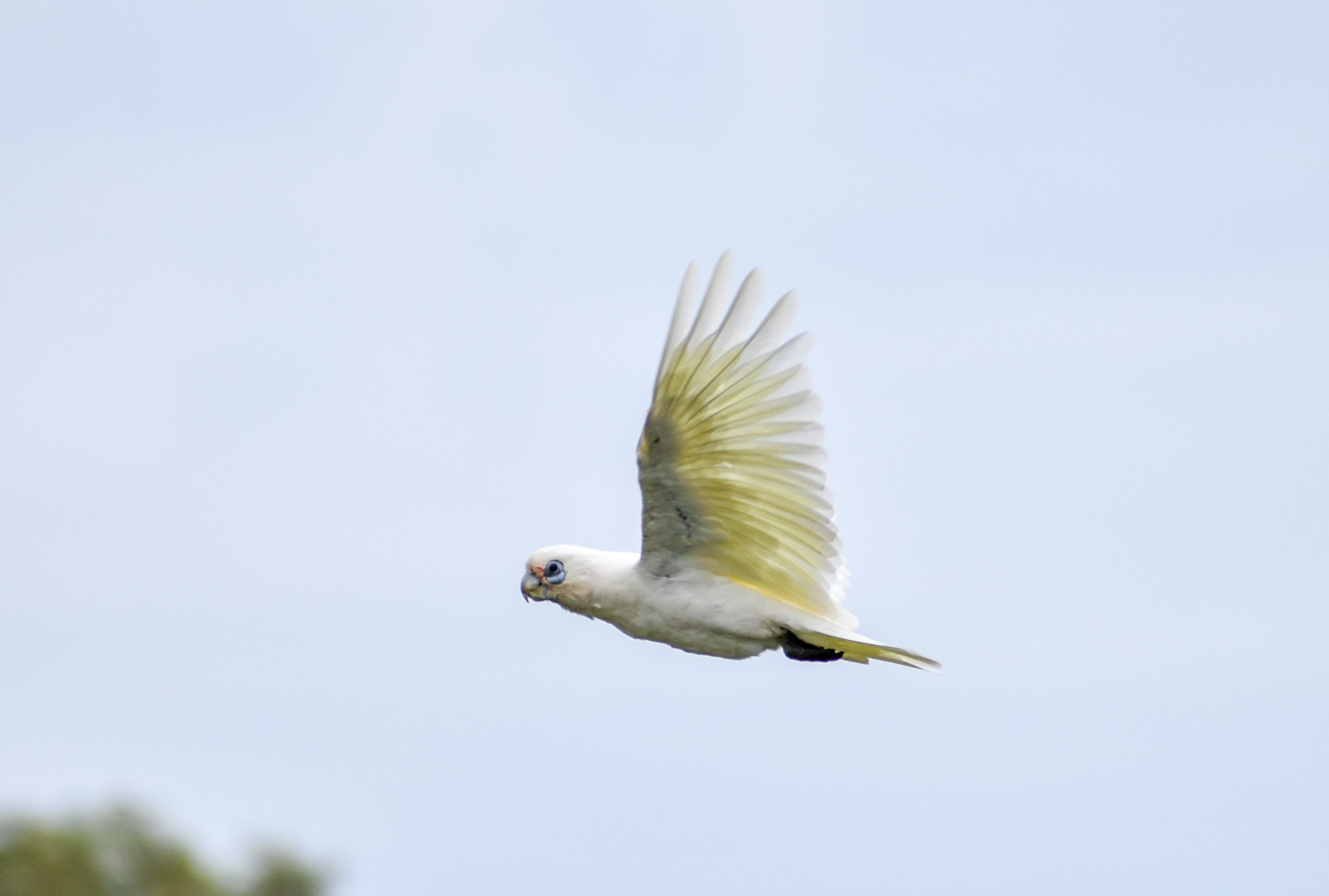 Little Corella