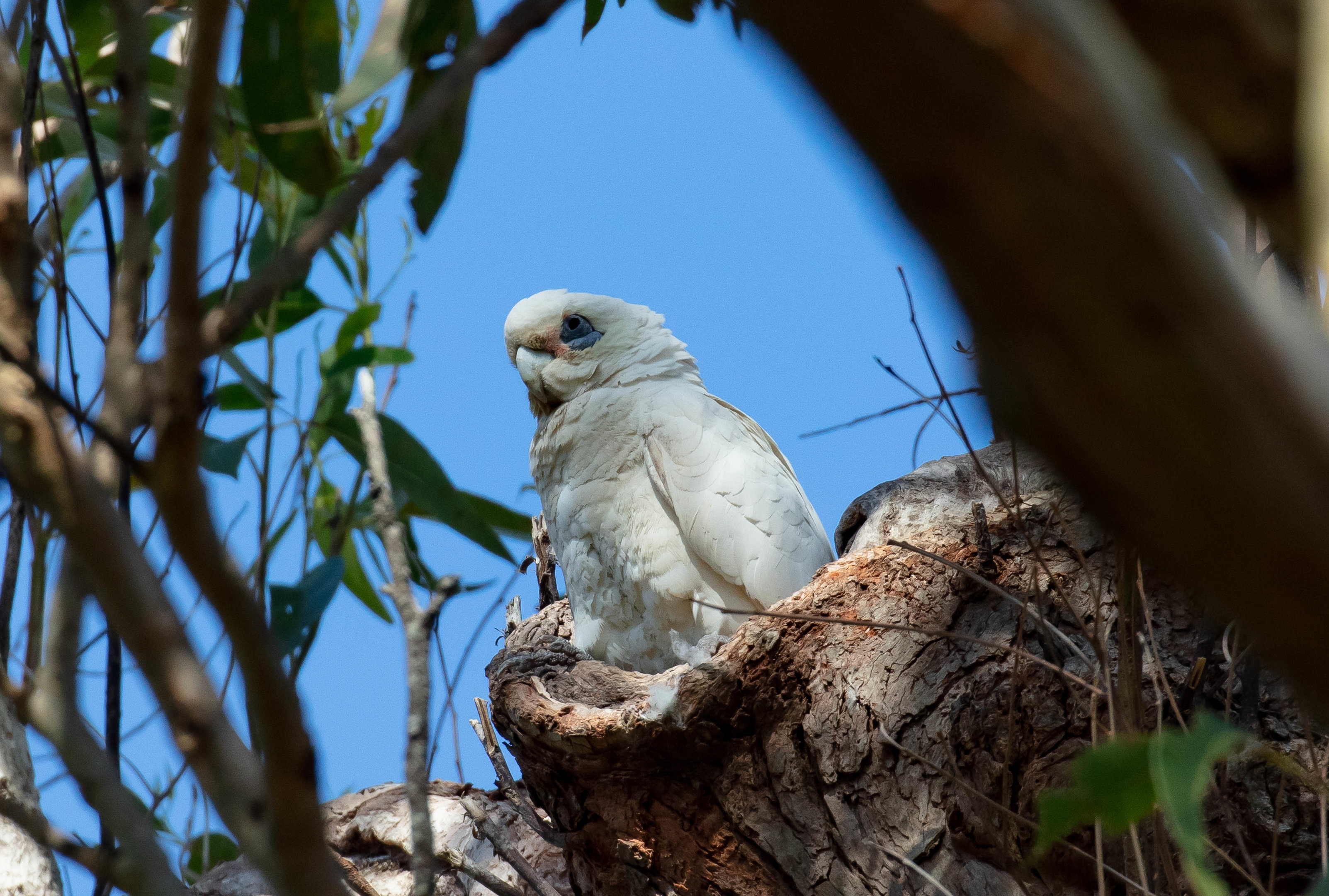 Little Corella
