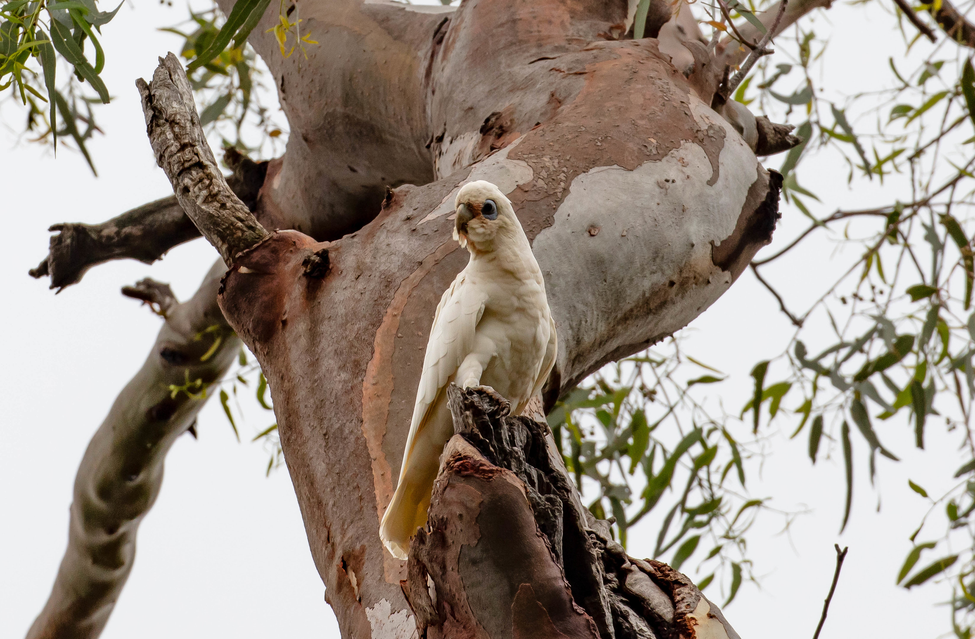 Little Corella