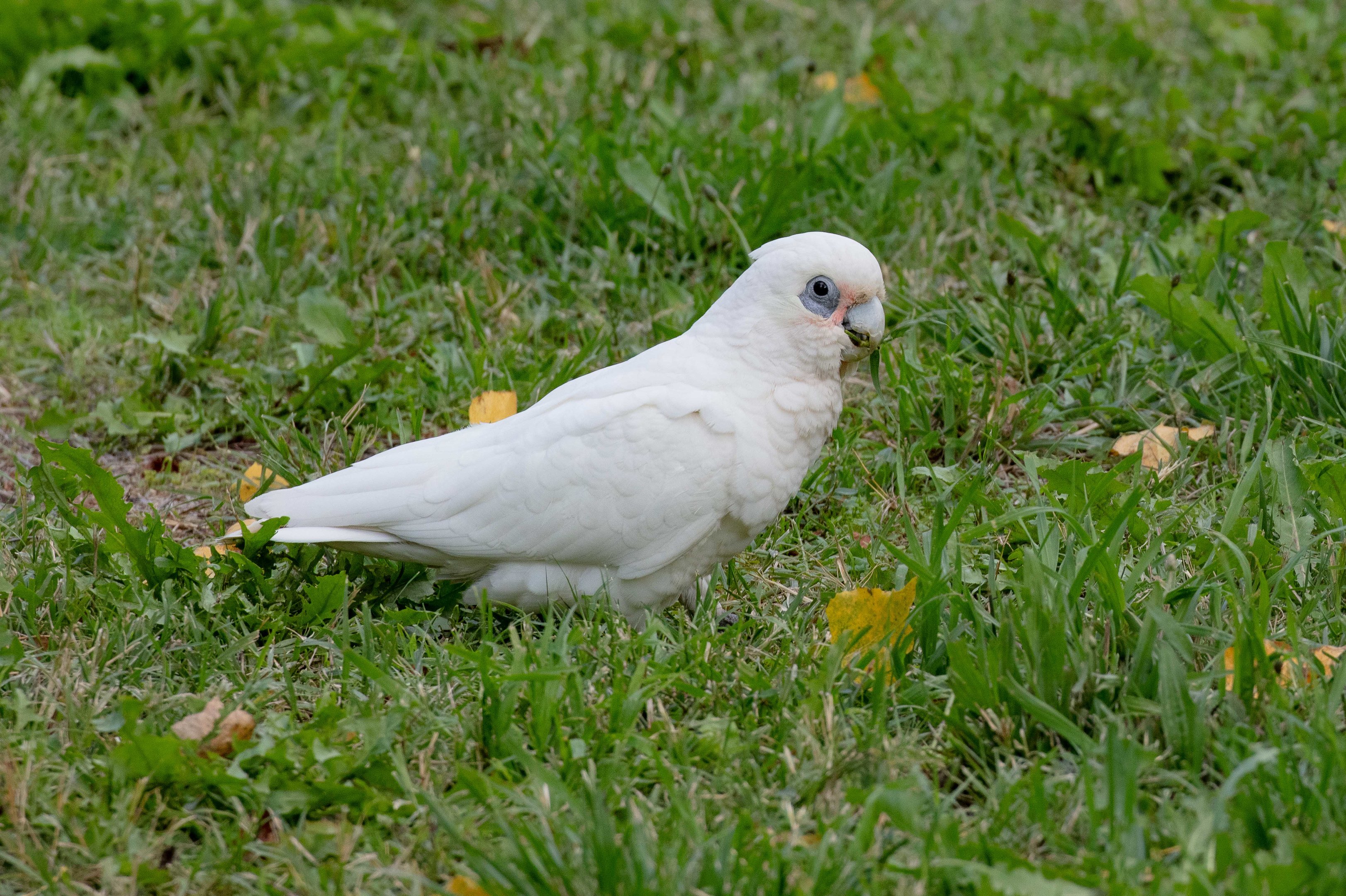 Little Corella